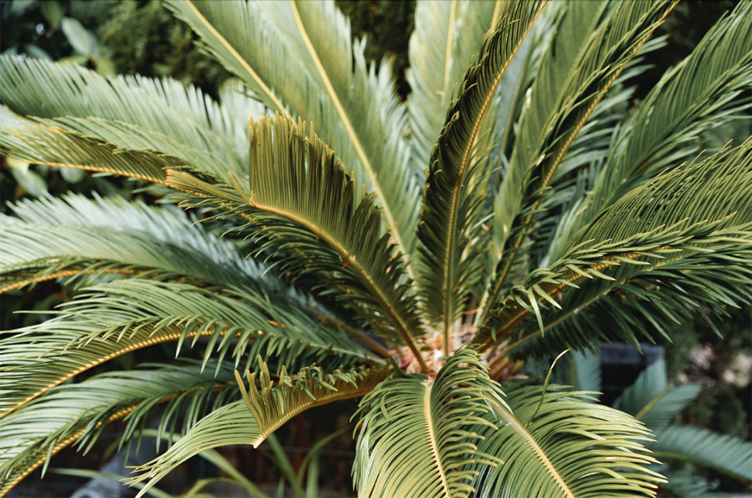 Biodiverse Ingredients